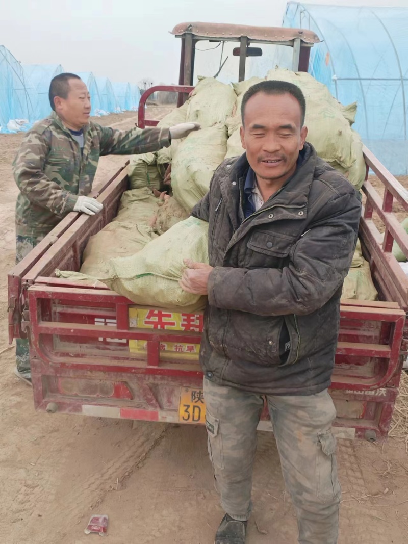 原种脱毒秦薯五号大量上市量大从优支持视频看货
