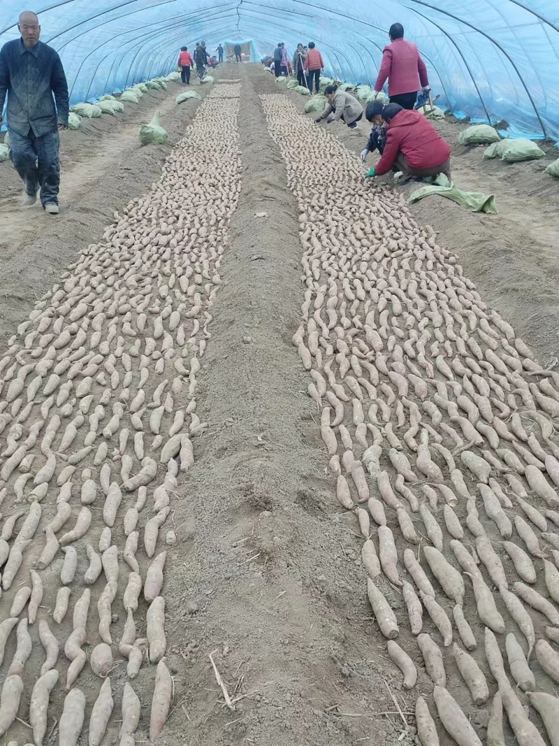 原种脱毒秦薯五号大量上市量大从优支持视频看货
