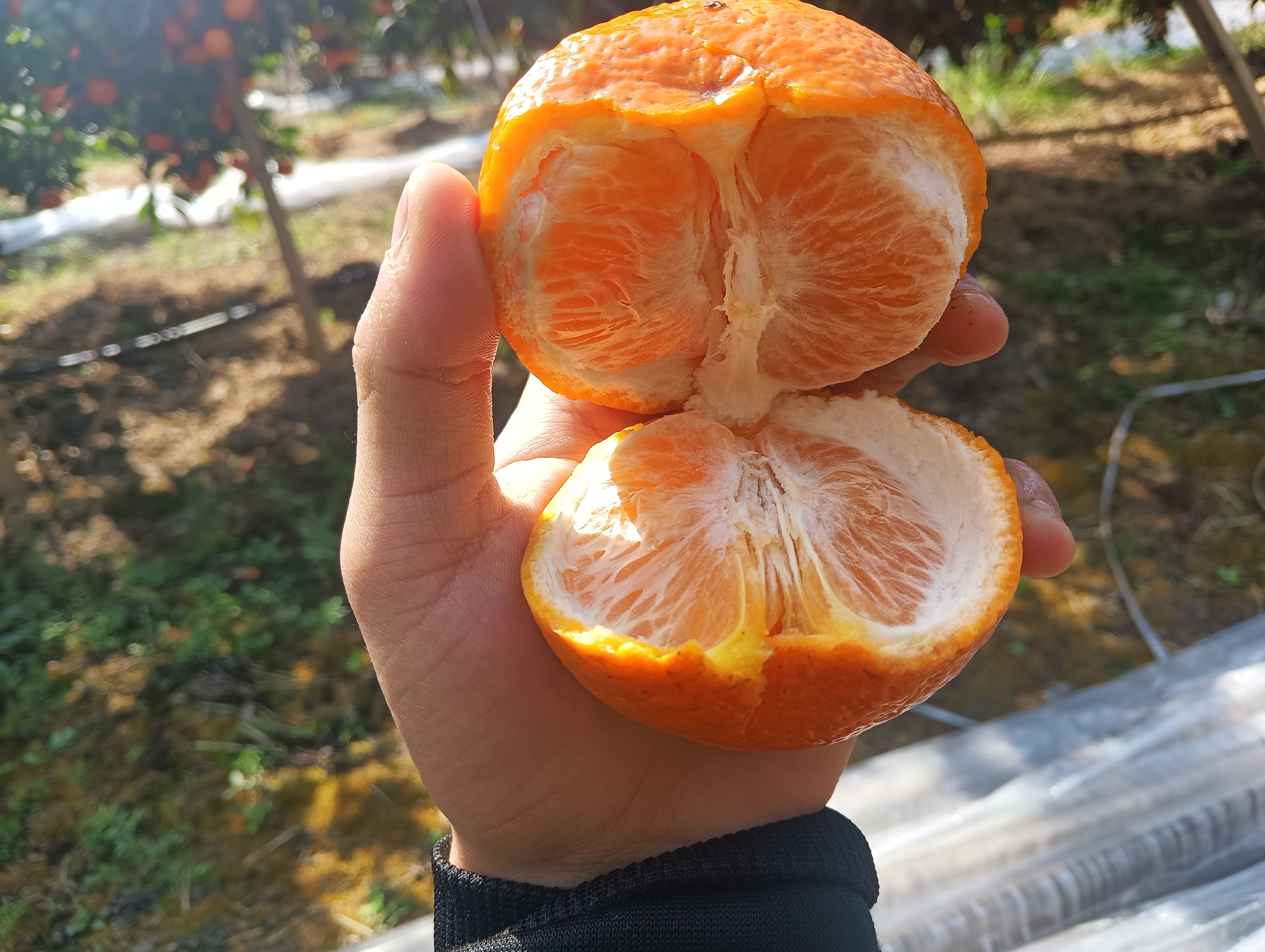 一个新鲜沃柑被横向切开,露出饱满多汁的橙黄色果瓣,汁液微微渗出,果膜清晰可见,背景为木质砧板,旁边有一把不锈钢水果刀,突出其新鲜品质与可食性 沃柑切面特写图