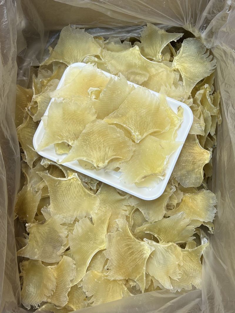 海狗齿浦鱼翅