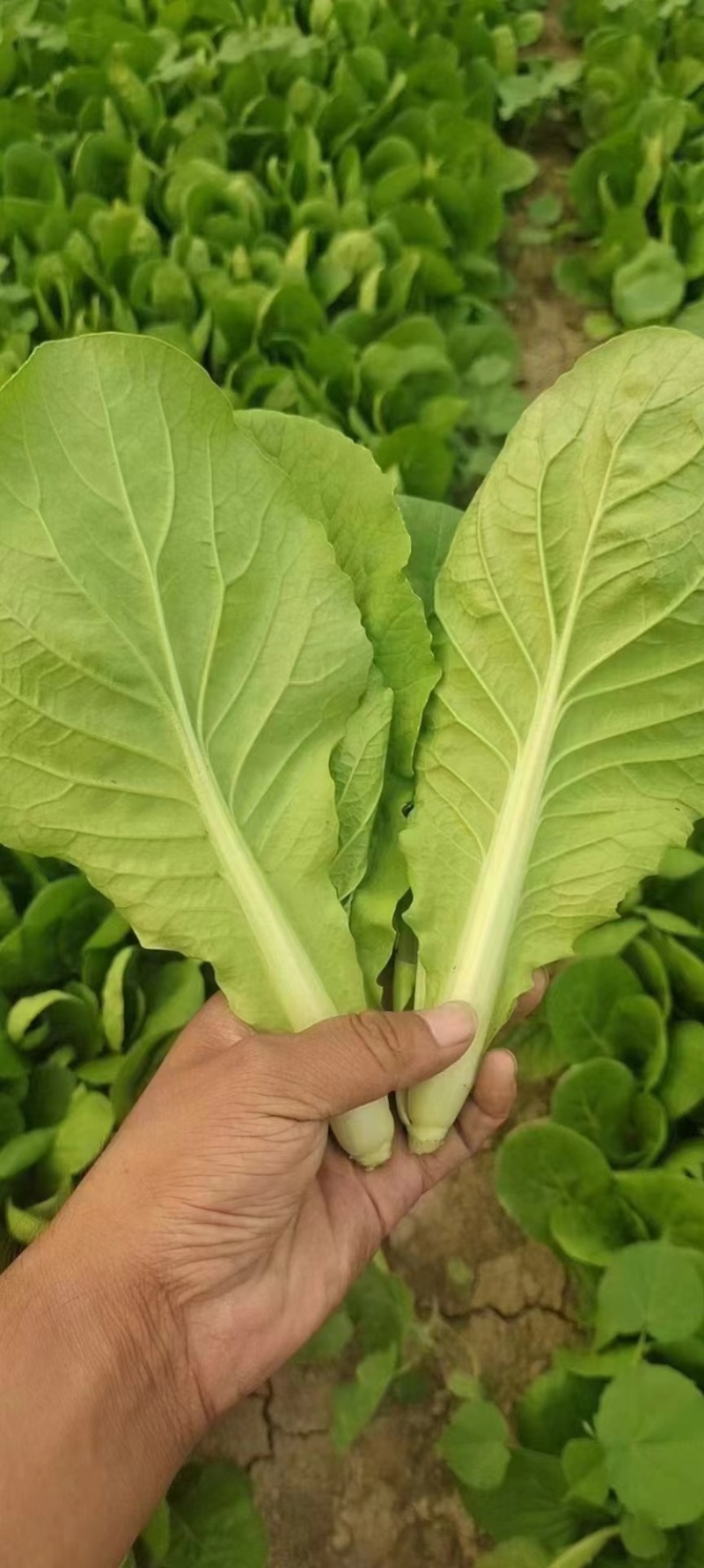 小白菜/山东小白菜/一手货源/产地直发/量大价优/欢迎致电