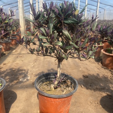 红金银花盆栽棒棒糖型别名忍冬独杆金银花