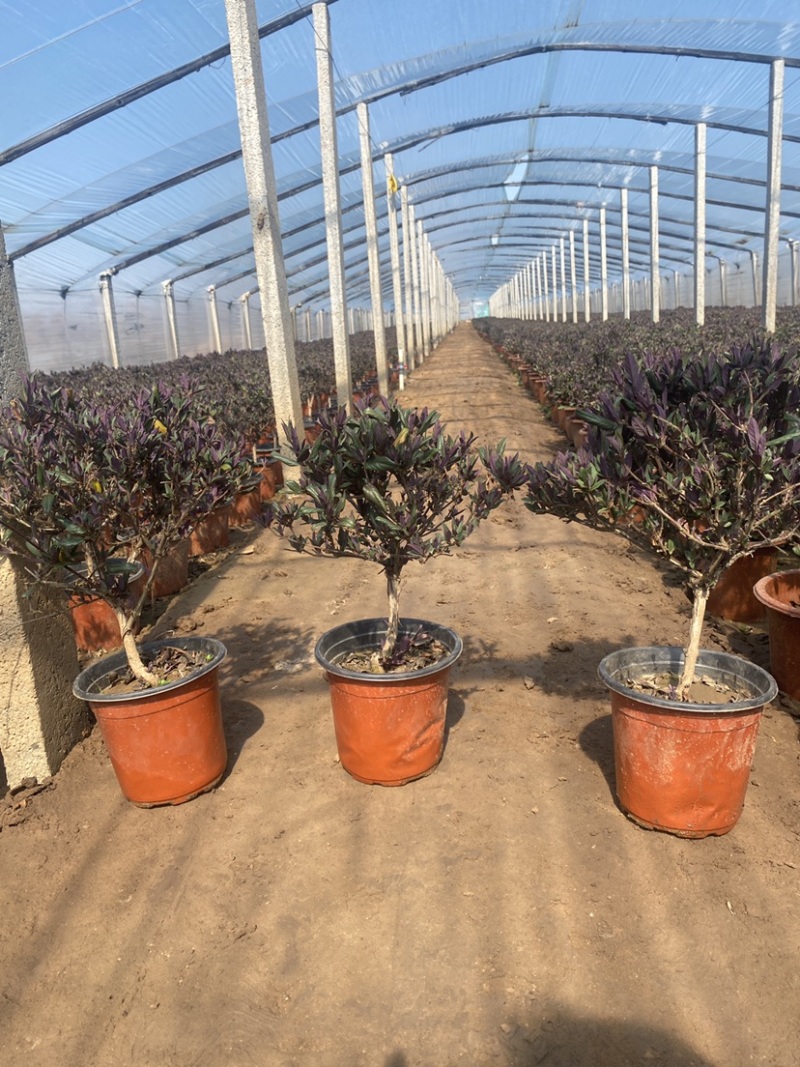 红金银花盆栽棒棒糖型别名忍冬独杆金银花