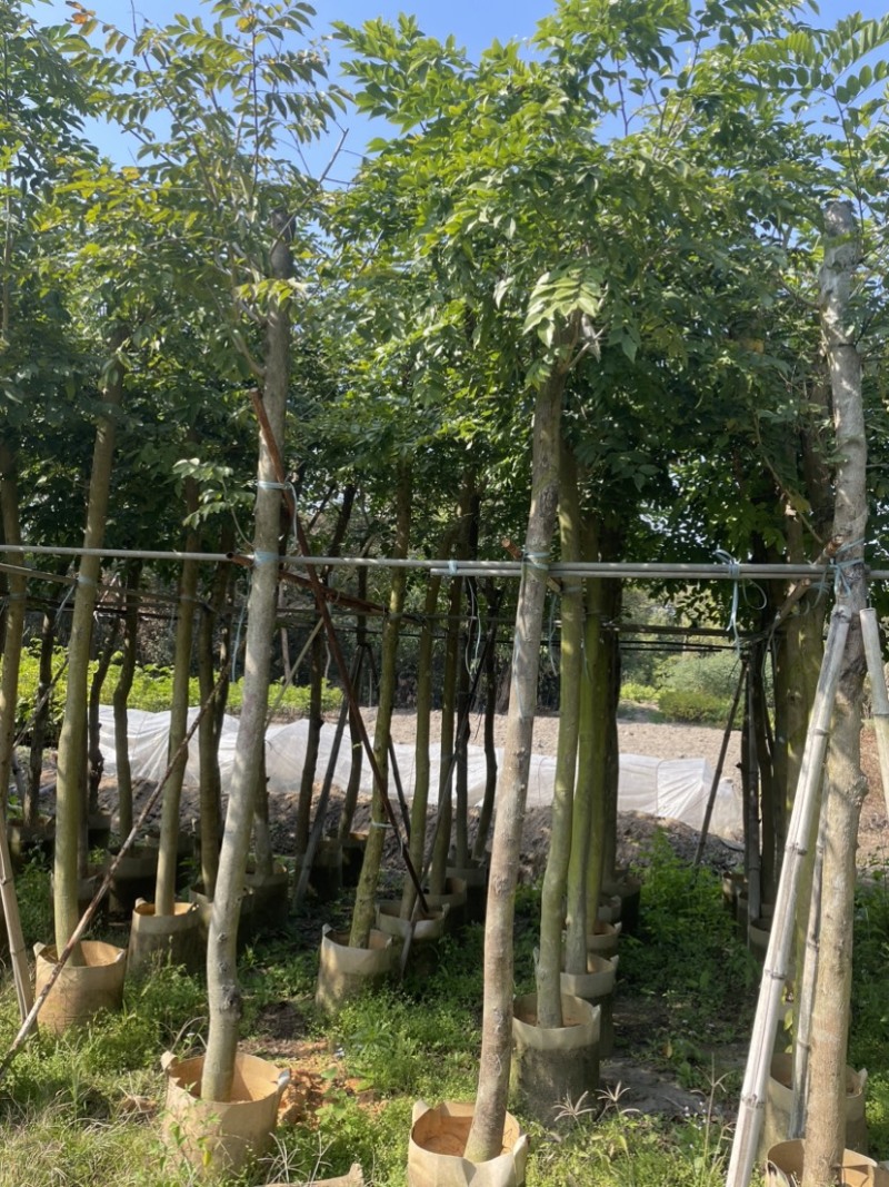 黄花梨基地直销规格齐全质量优欢迎老板来电洽谈合作