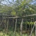 黄花梨基地直销规格齐全质量优欢迎老板来电洽谈合作