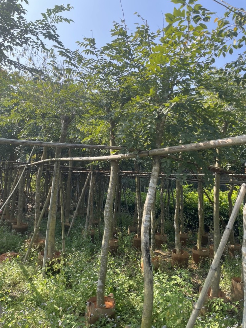 黄花梨基地直销规格齐全质量优欢迎老板来电洽谈合作