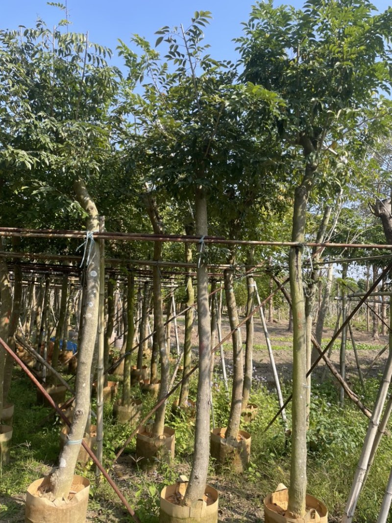 黄花梨基地直销规格齐全质量优欢迎老板来电洽谈合作