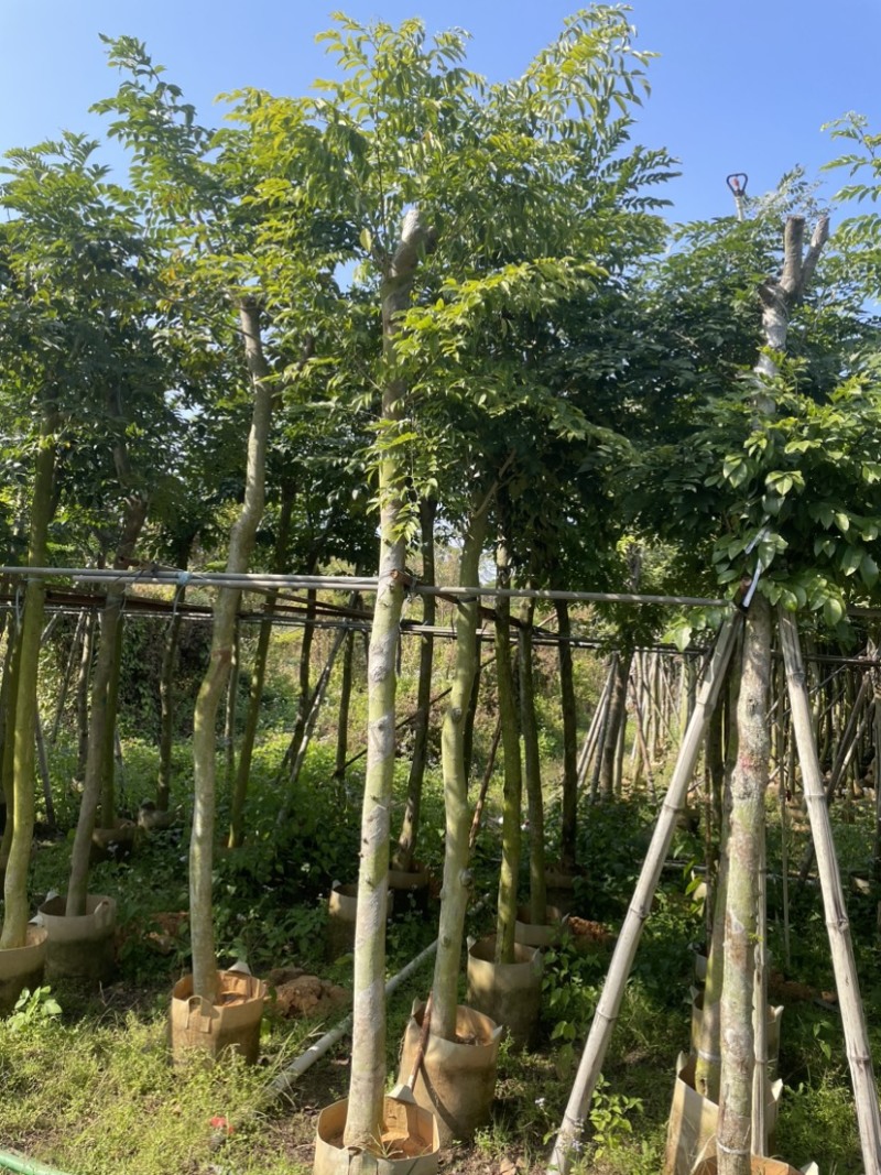 黄花梨基地直销规格齐全质量优欢迎老板来电洽谈合作