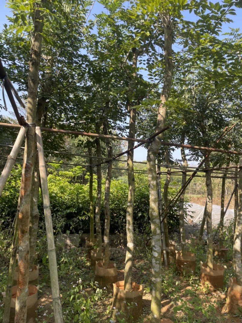 黄花梨基地直销规格齐全质量优欢迎老板来电洽谈合作