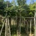 黄花梨基地直销规格齐全质量优欢迎老板来电洽谈合作
