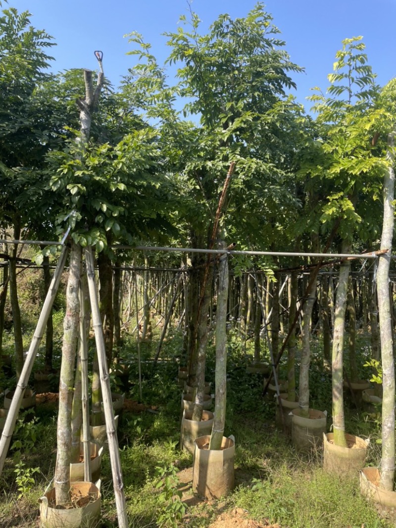 黄花梨基地直销规格齐全质量优欢迎老板来电洽谈合作