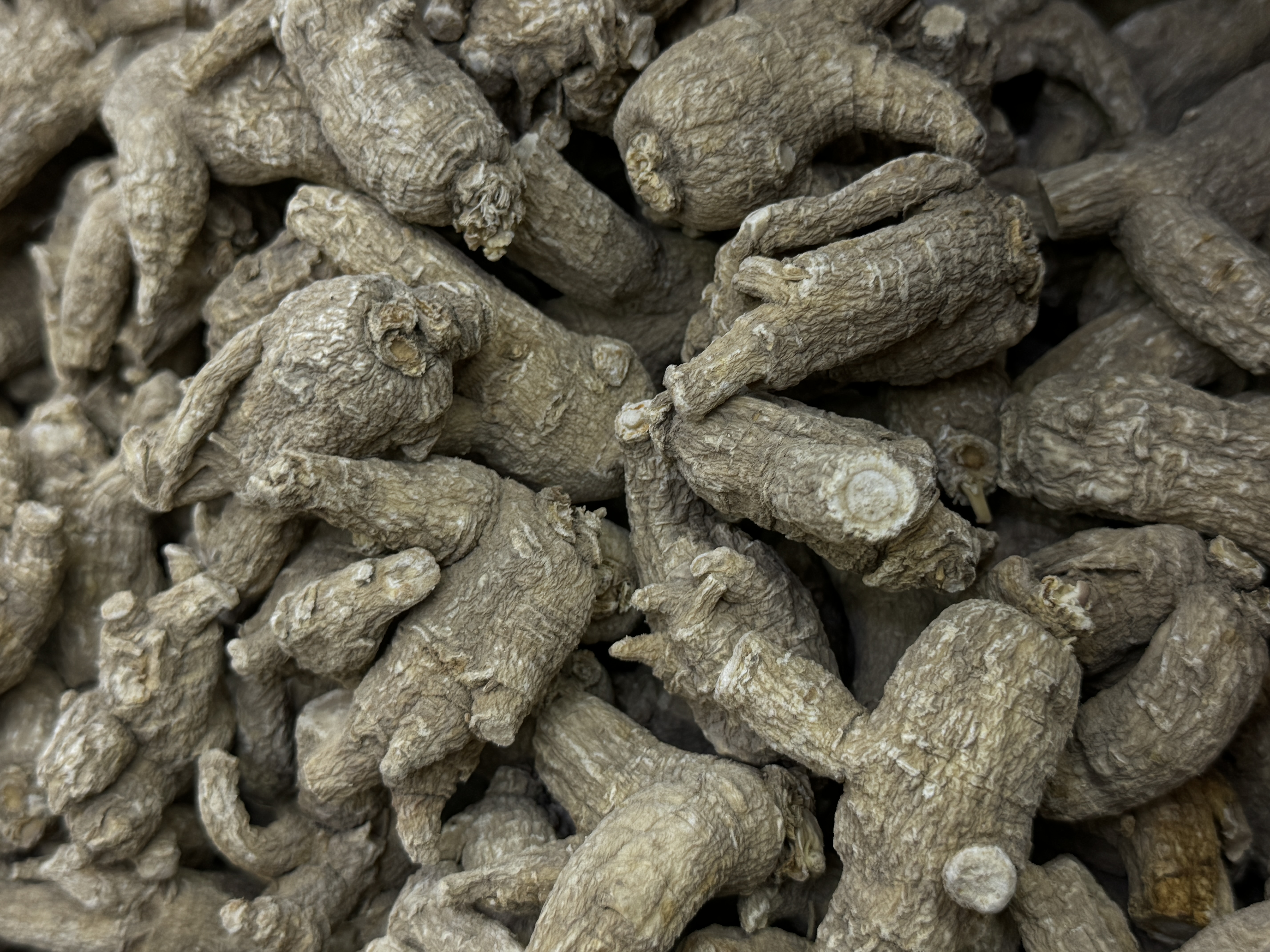 西洋参整体结构示意图