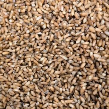 柏子仁统货1000g.起批关书药业批发中药材