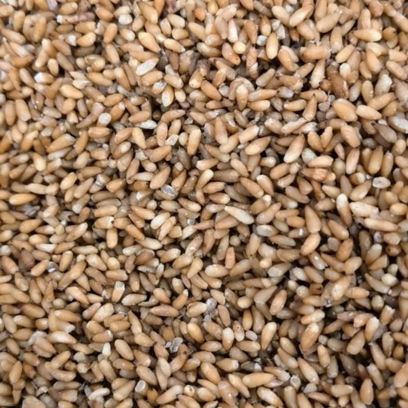 柏子仁统货1000g.起批关书药业批发中药材