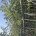 黄花梨基地直销规格齐全质量优欢迎老板来电洽谈合作