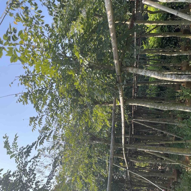 黄花梨基地直销规格齐全质量优欢迎老板来电洽谈合作