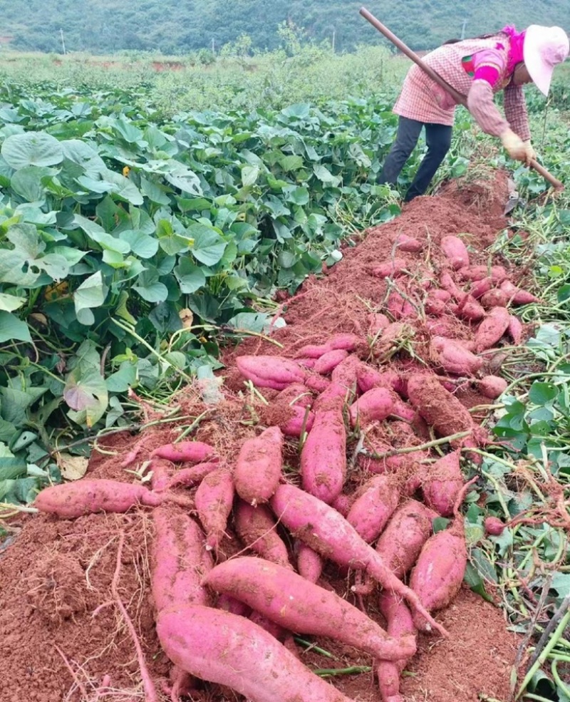 自家种植基地直发济26全国可发质量保障