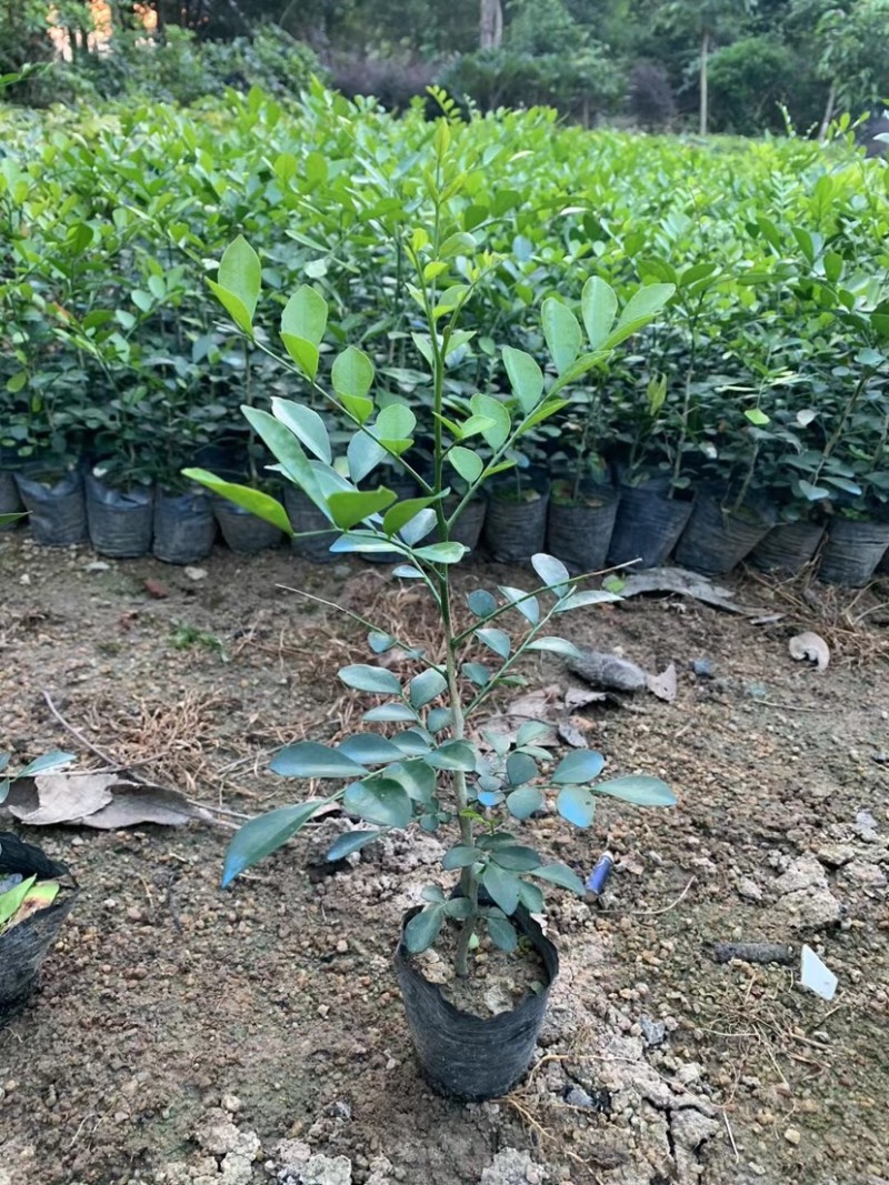 九里香小杯中杯盆栽基地直销质量优质欢迎老板来电咨询