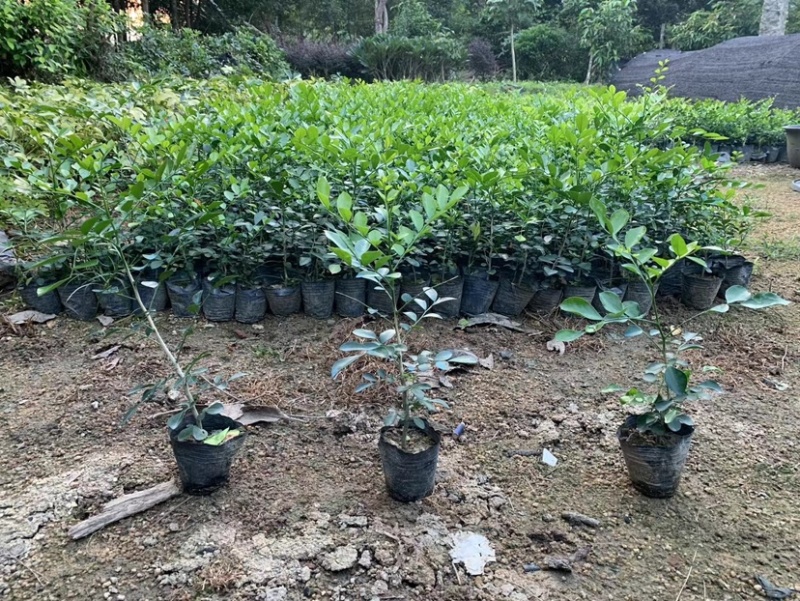 九里香小杯中杯盆栽基地直销质量优质欢迎老板来电咨询
