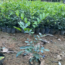 九里香小杯中杯盆栽基地直销质量优质欢迎老板来电咨询