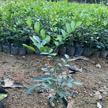 九里香小杯中杯盆栽基地直销质量优质欢迎老板来电咨询