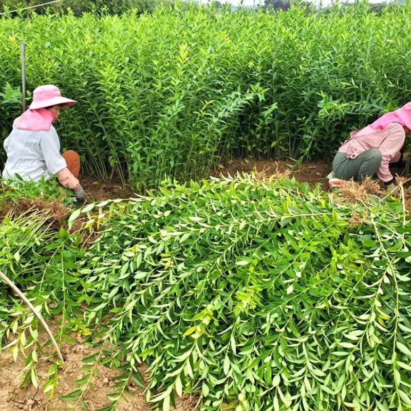 万盛花木常年供应绿化工程苗木连翘多年生多分枝毛球