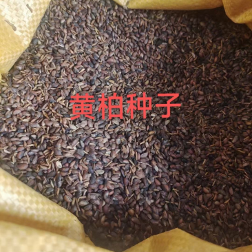 黄柏种子大量出售