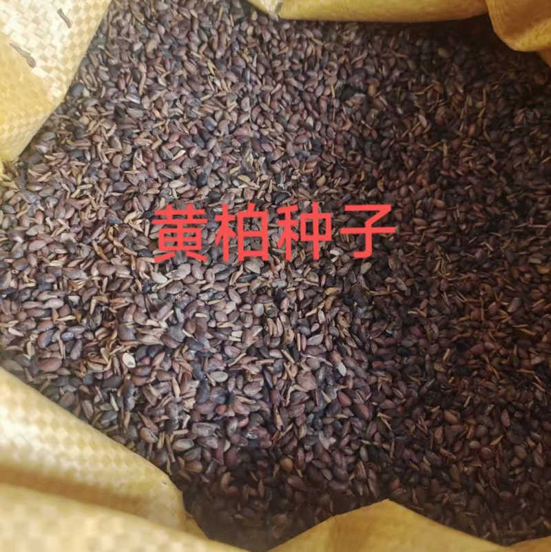 黄柏种子大量出售