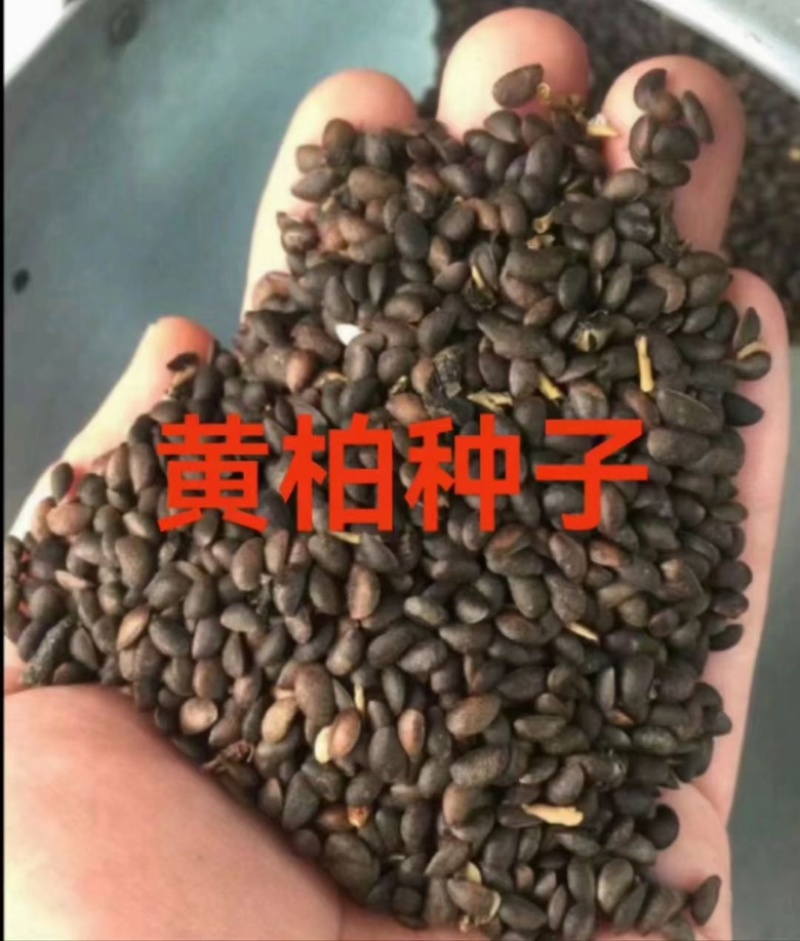 黄柏种子大量出售