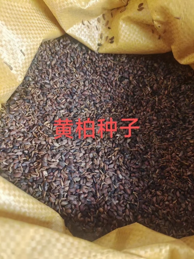 黄柏种子大量出售