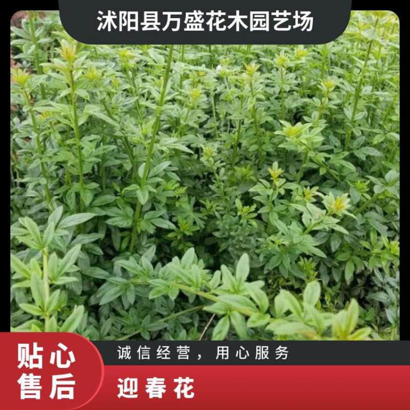 万盛花木园艺场常年供应迎春花迎春花苗苗圃出售