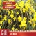 万盛花木园艺场常年供应迎春花迎春花苗苗圃出售