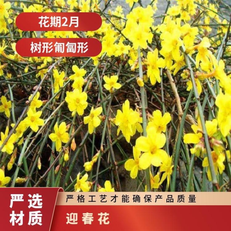 万盛花木园艺场常年供应迎春花迎春花苗苗圃出售