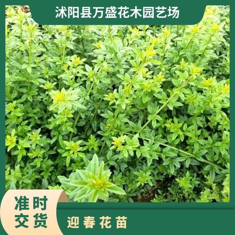 万盛花木园艺场常年供应迎春花迎春花苗苗圃出售