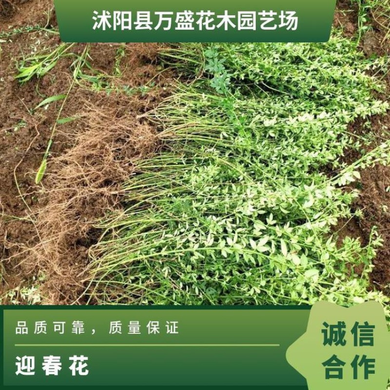万盛花木园艺场常年供应迎春花迎春花苗苗圃出售