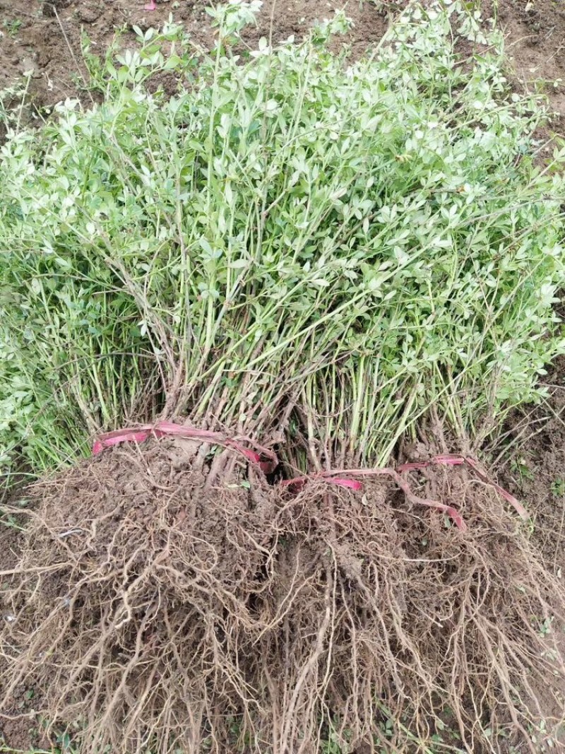 万盛花木园艺场常年供应迎春花迎春花苗苗圃出售