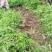 万盛花木园艺场常年供应迎春花迎春花苗苗圃出售
