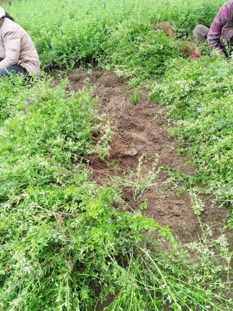 万盛花木园艺场常年供应迎春花迎春花苗苗圃出售
