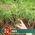 万盛花木园艺场常年供应迎春花迎春花苗苗圃出售