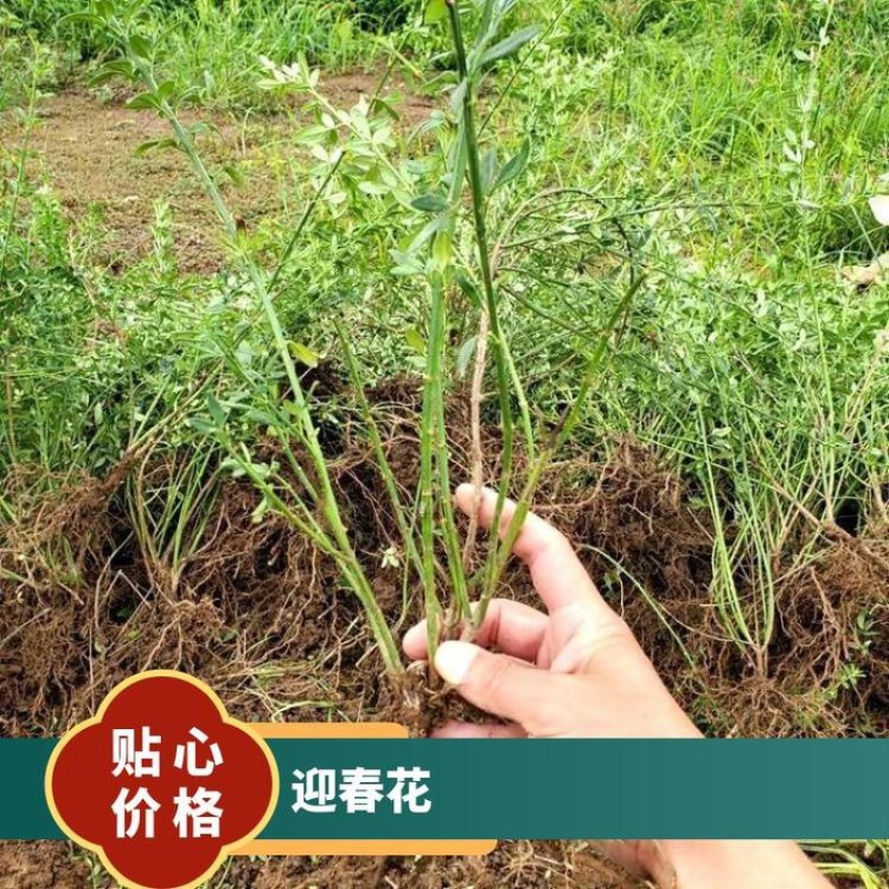 万盛花木园艺场常年供应迎春花迎春花苗苗圃出售