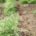万盛花木园艺场常年供应迎春花迎春花苗苗圃出售
