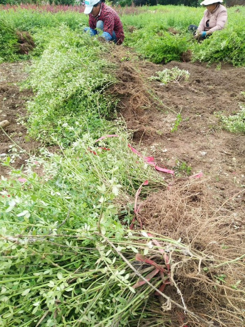 万盛花木园艺场常年供应迎春花迎春花苗苗圃出售