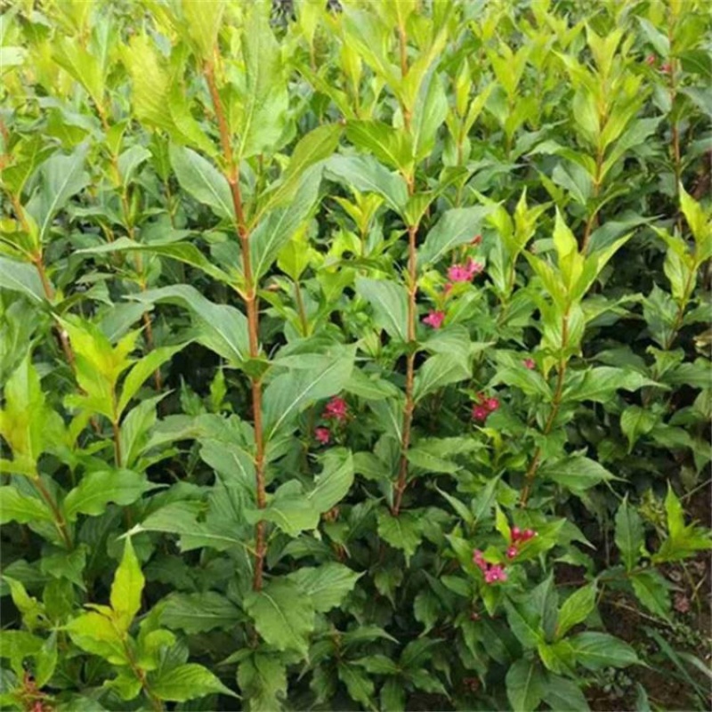 出售红王子锦带园林景区地被花坛花镜绿篱观赏型