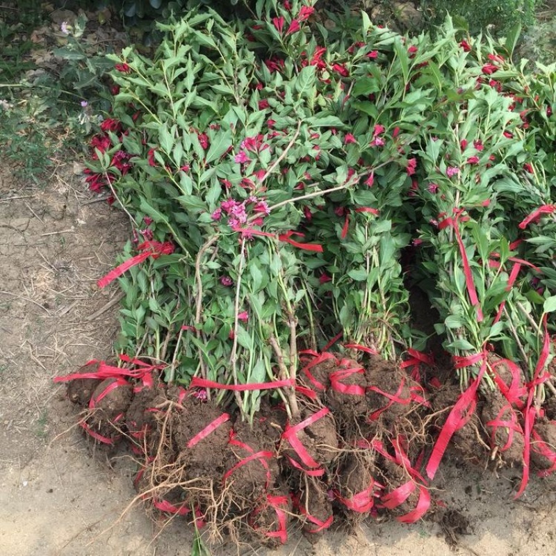 出售红王子锦带园林景区地被花坛花镜绿篱观赏型