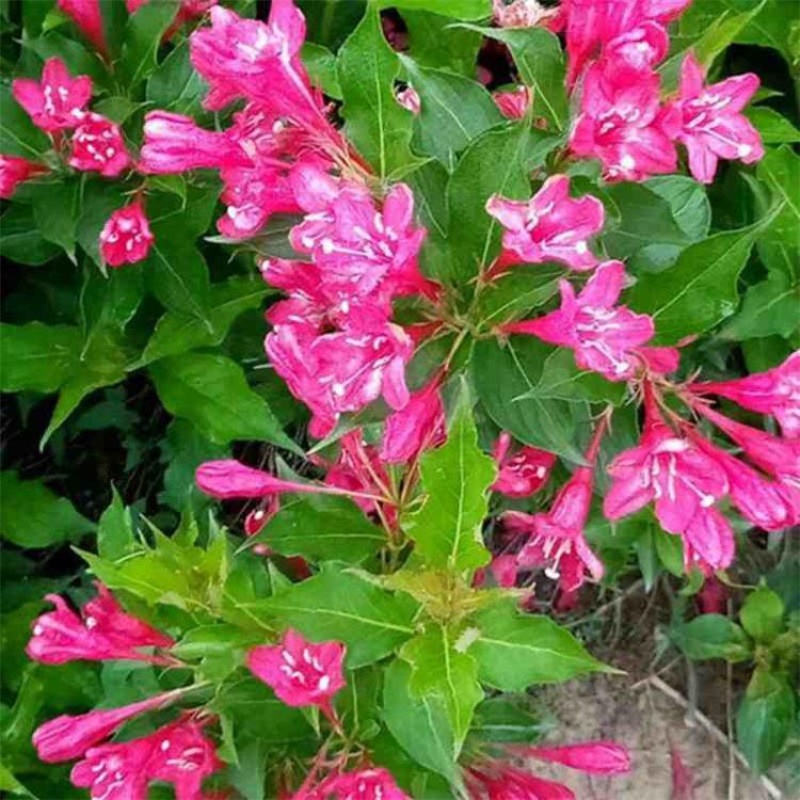 出售红王子锦带园林景区地被花坛花镜绿篱观赏型
