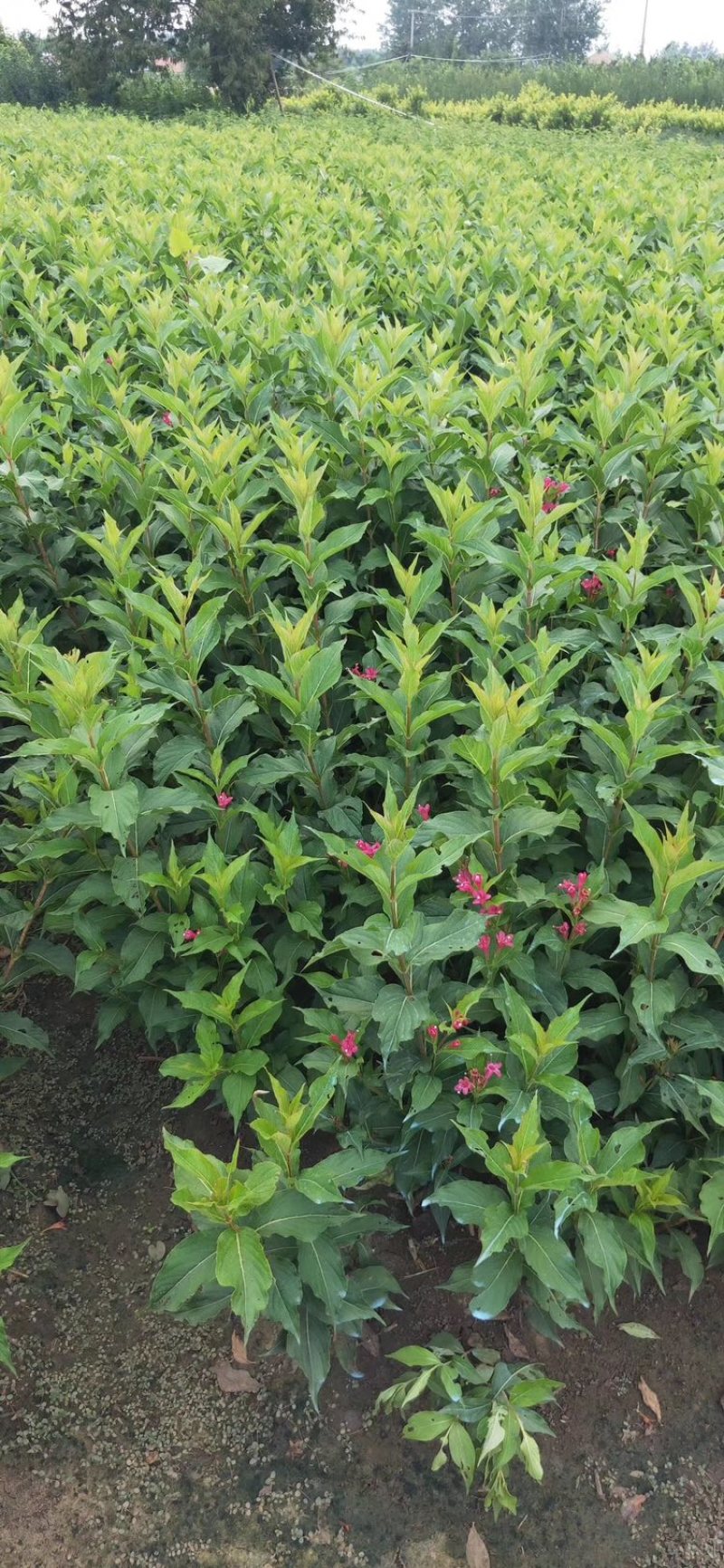 出售红王子锦带园林景区地被花坛花镜绿篱观赏型