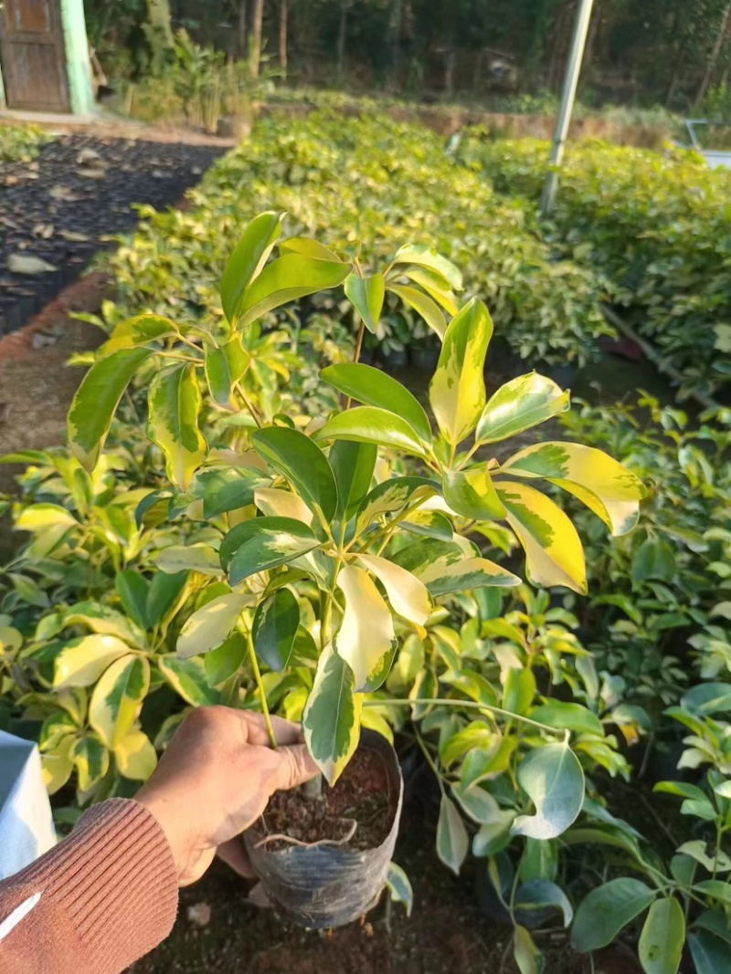 花叶鸭脚木基地直销质量优质欢迎老板来电咨询合作