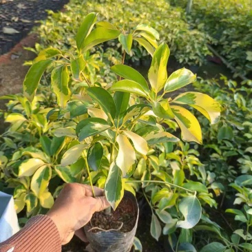 花叶鸭脚木基地直销质量优质欢迎老板来电咨询合作