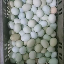 绿壳柴鸡蛋