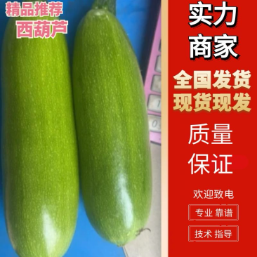 精品绿皮西葫芦，供应电商市场诚信经营保质量